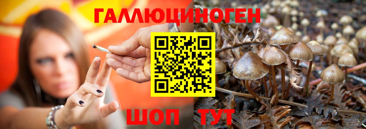 Галлюциногенные грибы ЛСД  Вход с VPN  Карасук  Галлюциногенные грибы Psilocybine cubensis 